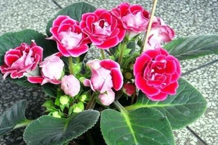 大岩桐花后能接种吗？这里知道来看看吧