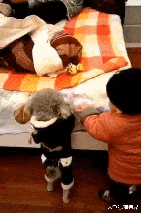 狗狗和小主人交流无障碍, 狗: 够不着咋整, 小主人: 等着我给你拿