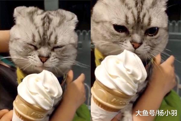 林黛玉类型的猫为吃口冰激凌，眼泪在眼眶里打转，竟然委屈地哭了