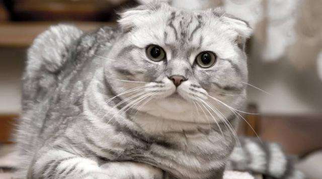 每天送你一只猫，（五）苏格兰折耳猫，温柔粘人的小精灵