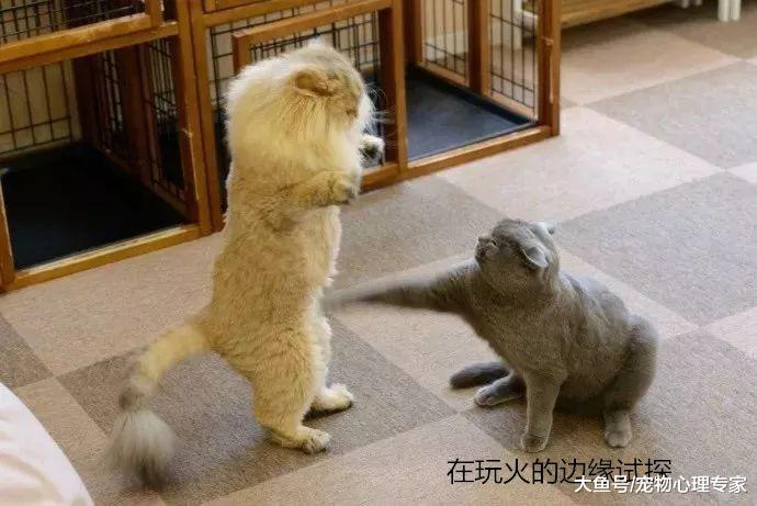 胖橘换了“狮王”造型，遭到室友蓝猫嘲笑：我上去就是一巴掌