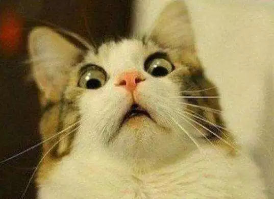 猫咪长斑会病变致癌？为黑色素瘤的前兆？