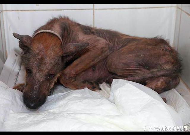 在战争中吃垃圾生存的狗，不仅患有严重皮肤病，还被士兵拿枪追杀