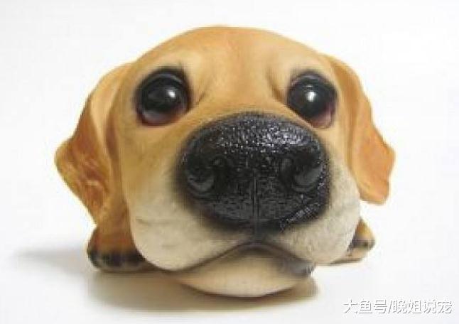 无意中被主人发现关于狗狗的“7大秘密”, 看完你就是半个专家