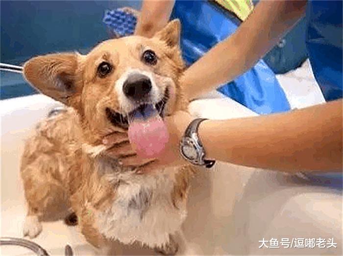 主人给二哈洗澡，二哈却大声的“唱歌”，洗个澡怕什么呢？