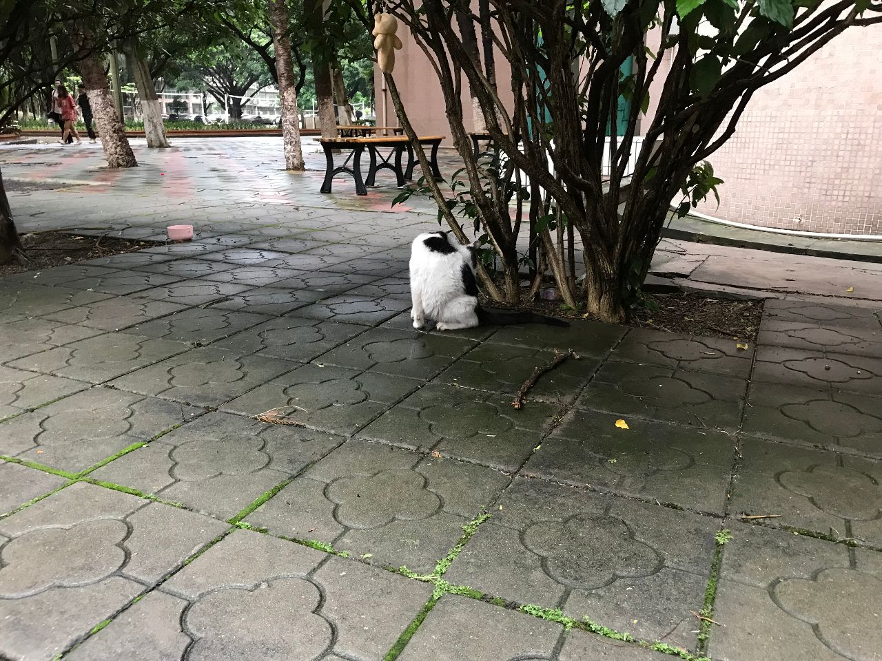 家里两只猫，好像在比赛谁比较干净，都在疯狂舔毛