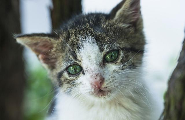把猫星人独留家中？猫奴10个出远门前应注意事情