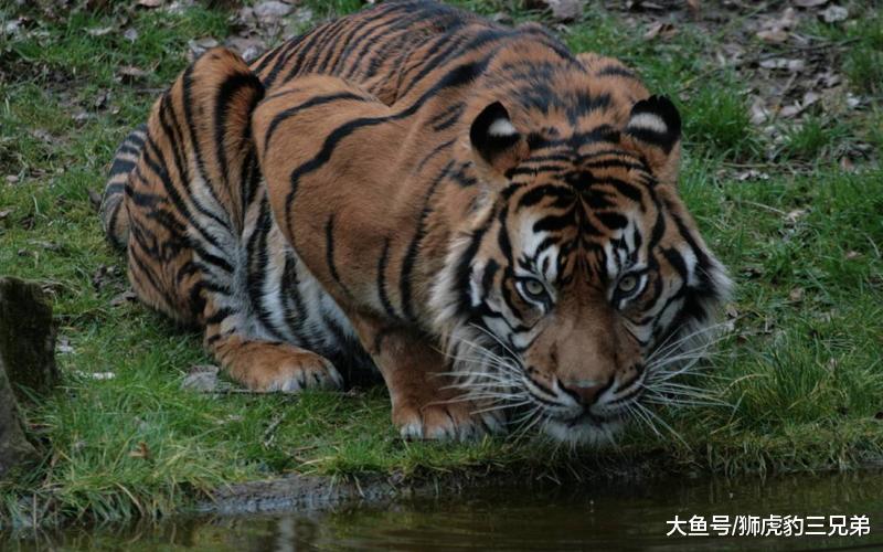 老虎放到非洲大草原上还能活下去吗? 会不会被狮群消灭?
