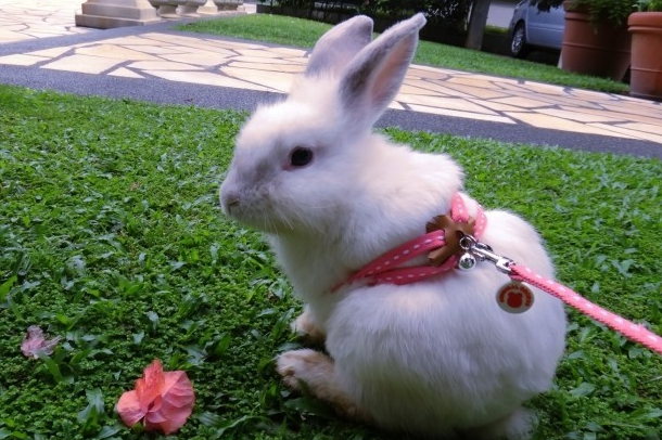 宠物兔子可以被牵着出去玩玩，但是，你需要注意这些事情