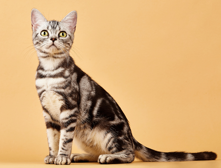 美国短毛猫长什么样? 好养吗？