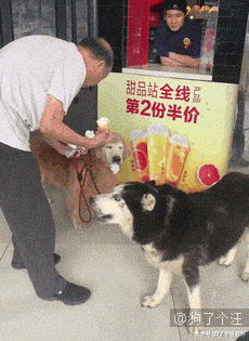 给大家看看正儿八经的金毛