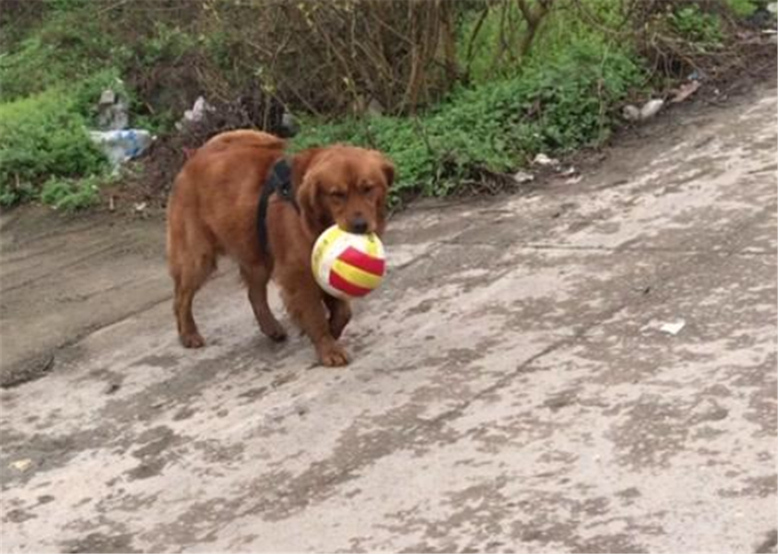 主人周末睡懶覺，金毛站在旁邊一臉不滿，狗：快起床帶我出去玩…