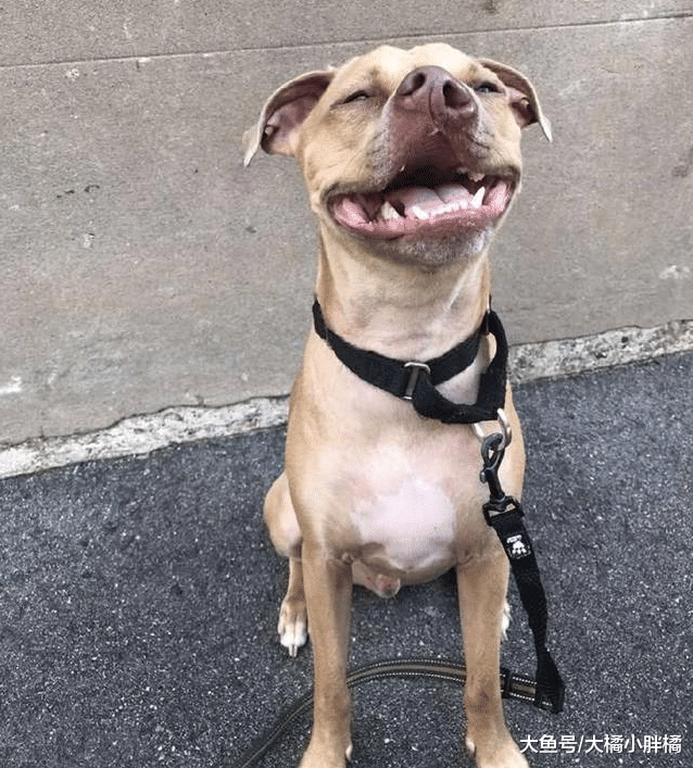 狗狗长相不受待见，被抛弃1年后遇到对的人，4次整容令它满脸幸福