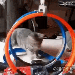 医生在做手术准备的时候，身后的猫咪惊呆了