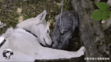 网友送二哈一只兔子，结果耳朵差点被啃了，狗：咬起来很脆