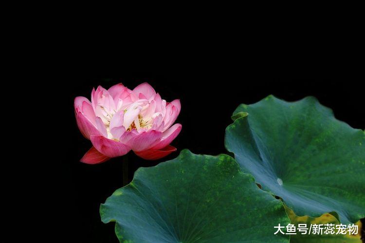 10月初，财运极佳的3个生肖，下半年不愁