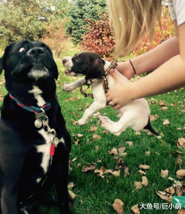 小狗简直熊孩子，难怪被大狗讨厌，被打也只能认了