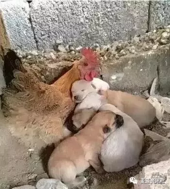 小狗麻麻去世，家里的老母鸡把狗狗当作自己的孩子照顾