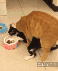 自从养了橘猫，我终于体会到什么叫“十橘九渣”！