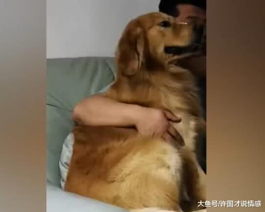 楼下母猫不见了，金毛哭的稀里哗啦，泪水流出来那刻让人心疼！