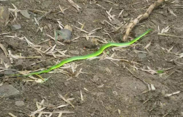 美国的翠青蛇与国内的竹叶青相比较如何