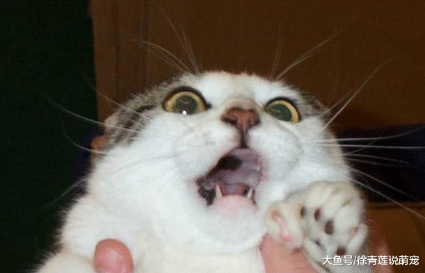 你知道猫咪害怕什么吗？这些雷区可千万不要去踩！