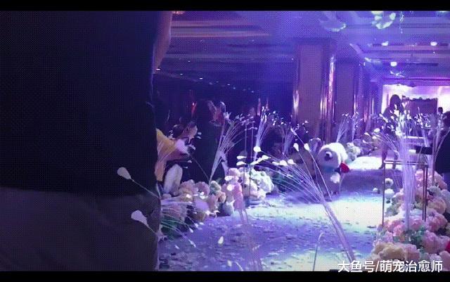 萨摩耶被选为送戒指的花童，结果它太激动跑偏了，差点毁了婚礼呀