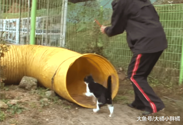 野猫向狗狗学习，可以听懂很多指令，它一直把自己当作一只“狗”