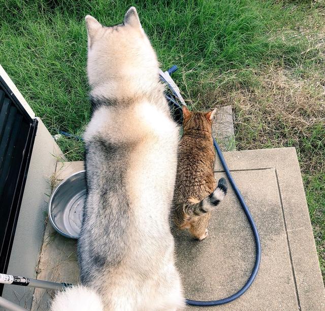 狸花猫拉着二哈花坛吃草，看到猫咪良好食欲，狗狗脸上满是怀疑