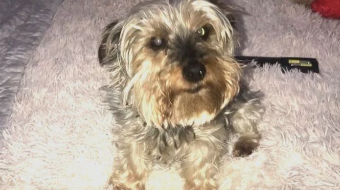 陪伴14年的爱犬去世，女子要求休“丧亲假”，却遭老板解雇……