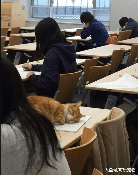 猫咪也热爱学习，每天都会到教室里面听课，结果听着听着就睡着了