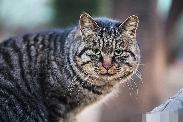 为什么猫科动物之间不吃对方的肉？看完心里明白了！