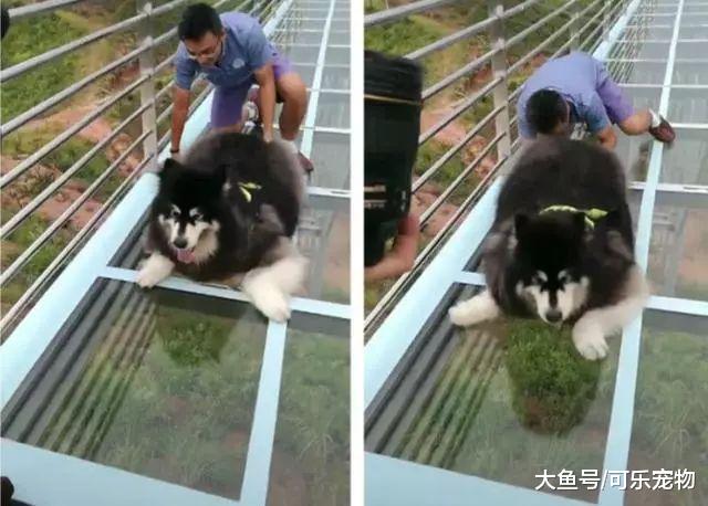 主人带狗子走玻璃桥，吓得狗子腿都软了，铲屎官不厚道的笑了