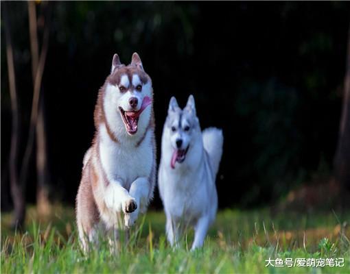 主人养了母犬后，二哈的生活就悲剧了，网友：标准的“妻管严”