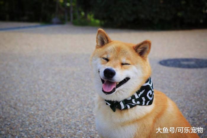 调皮主人带上哈士奇头套，想去吓唬柴犬，结果被柴犬揍了一顿