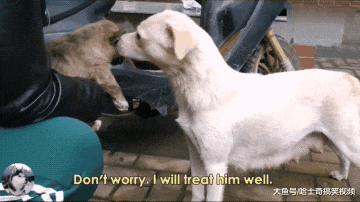 流浪狗追出几百米，送别自己的宝宝，可惜妈妈保护不了你