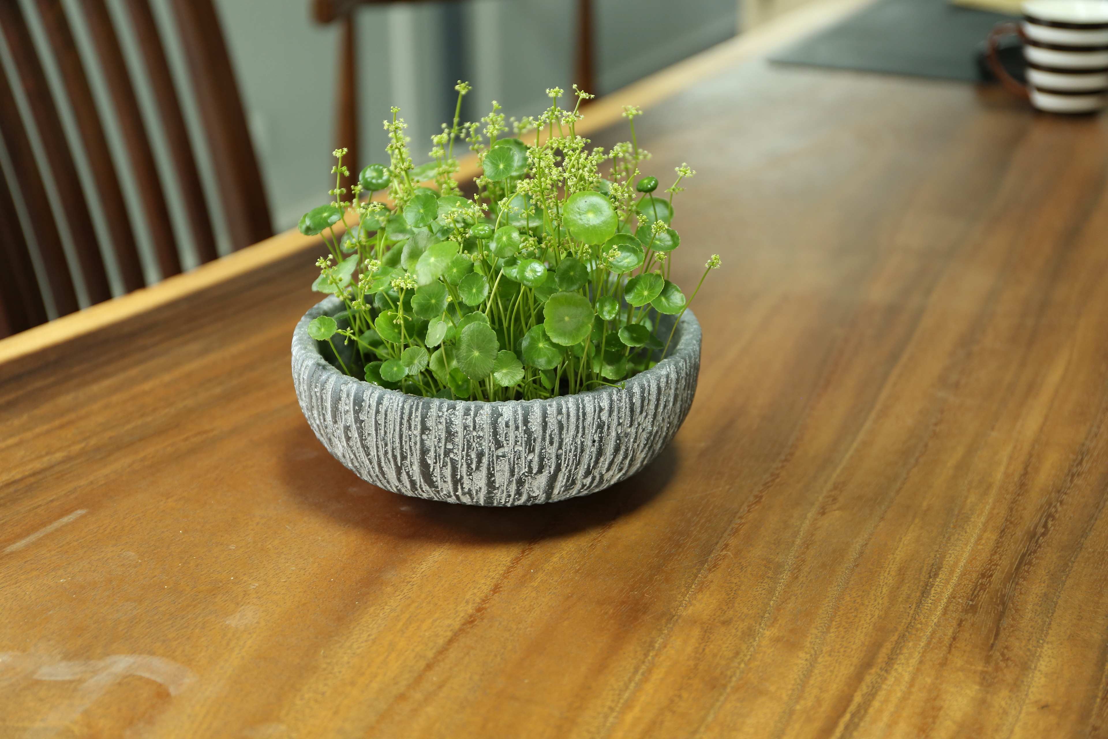 铜钱草的叶子经常变黄的原因是什么？这里知道来看看吧