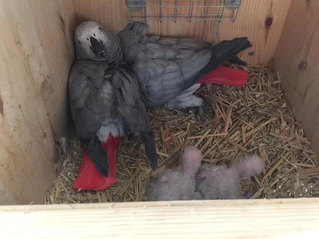 网友：养了好几年的鹦鹉，还没有下蛋，看完文章试了方法终于成功