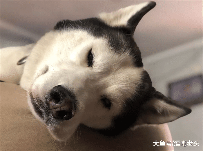 二哈骑着摩托车，凭着头盔和眼镜，吸来了一大批粉丝