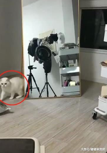 猫咪看到镜子好奇，走到镜子面前却吓到了，喵：这是什么玩意儿?