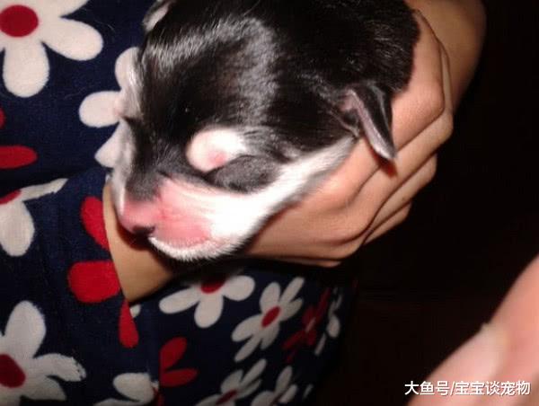 金毛水性杨花狂追二哈，2月后生下6只，主人一看气得到处找刀！