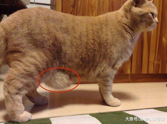 貓肚子下面垂著一塊肉是生病了嗎？這塊小肚腩可有它的大作用