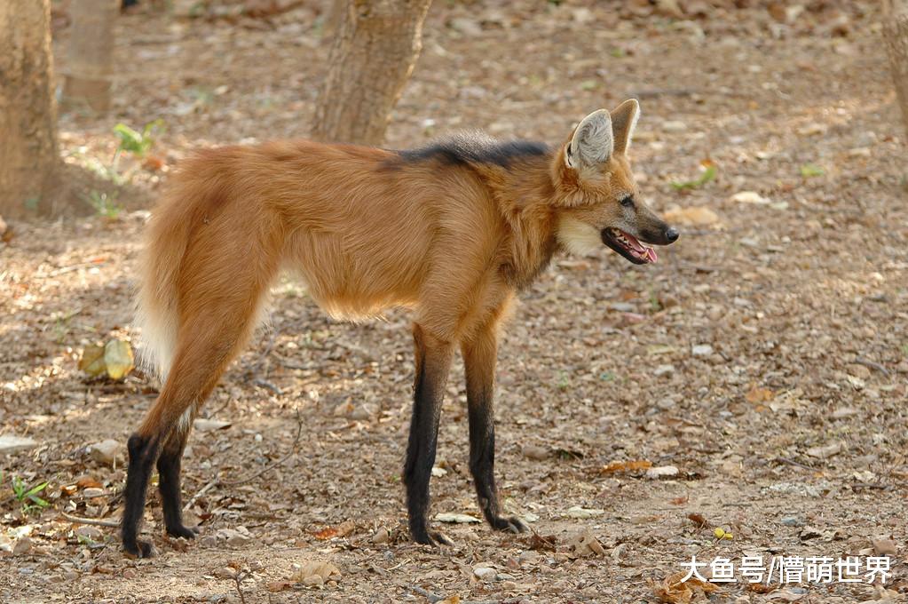 名字里带“狼”字，但是却不是狼，愿意认识一下吗