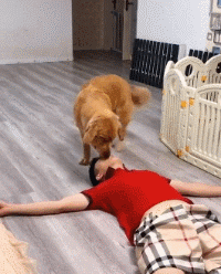 铲屎官假装溺水，大德牧英勇救主，铲屎官却传来惨叫……