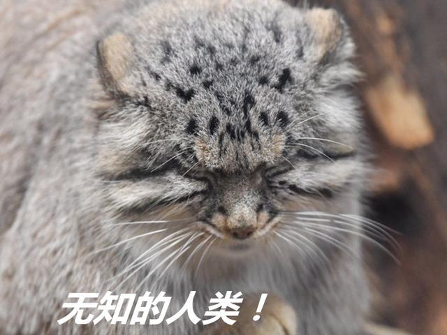 兔狲因遭错认而开课，苦心介绍自身猛兽真相，但仍被众人当成萌物