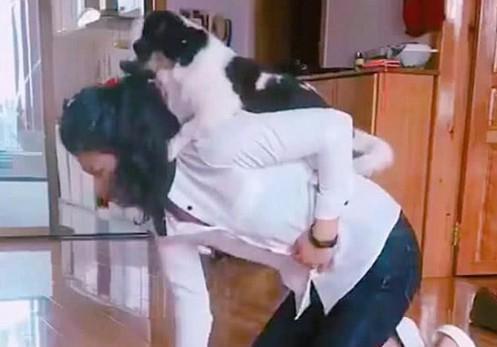 主人在认真铲狗屎，小西施一跃而起站背上抱住脖子，跟谁学的？