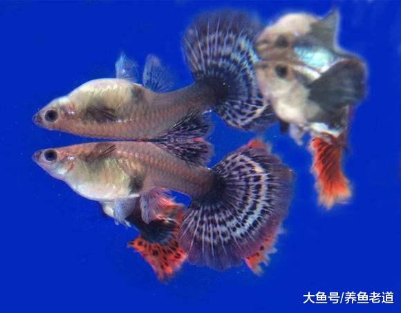 盛夏季节孔雀鱼苗想要长得快，我们只需要一个小水缸