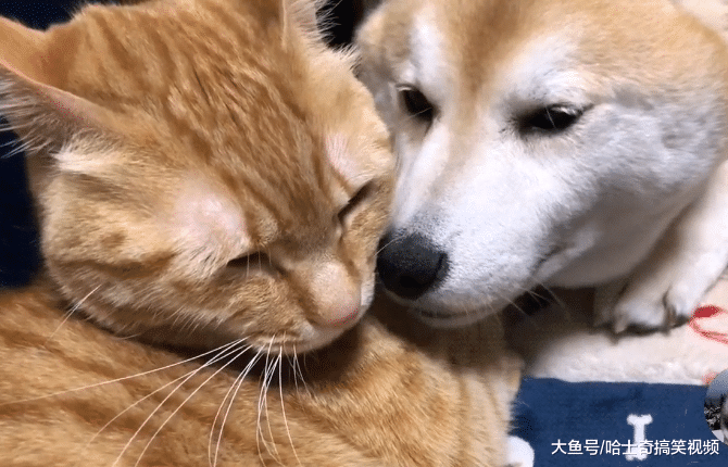 柴犬找了只橘猫当“媳妇”，却因太恩爱，结果主人有意见了