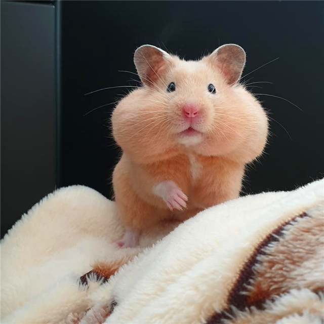 仓鼠睡醒发现藏粮没了，为表达不满，鼠鼠拒绝了主人的投食