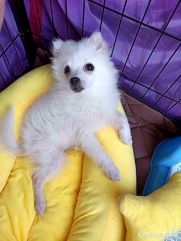 博美总是啃自己的脚，毛都给啃没了，它还在乐此不疲